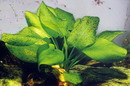 راهنمای نگهداری و پرورش گیاهان آکواریومی - شینودوریوس شلوتری